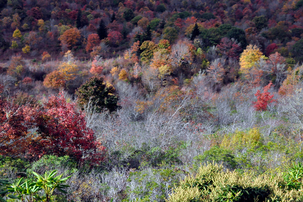 fall colors on The Blue Ridge Parkway